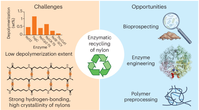 Challenges and opportunities in the enzymatic recycling of nylons