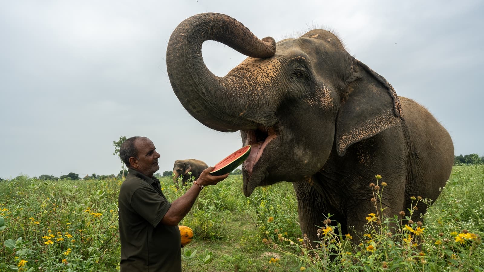 Indian stars push to end use of elephants in Bollywood